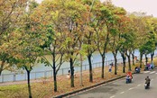 TP. Hồ Chí Minh: Giới trẻ rủ nhau săn lá vàng trên con đường ven kênh