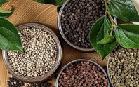 Giá hồ tiêu tăng mạnh