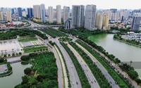 Hà Nội cấm trồng cây trứng cá, dâu da trên đường phố, khu vực công cộng
