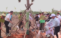 TP. Hồ Chí Minh trồng 503 cây xanh tại Công viên văn hóa Láng Le, lan tỏa phong trào “Thành phố muôn sắc hoa”