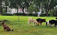 Làm sao để không bị phạt khi đưa chó ra nơi công cộng?