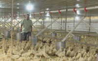 Đưa công nghệ vào chuồng trại, nâng hiệu quả chăn nuôi