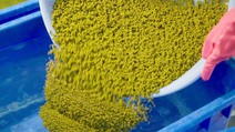 Hành trình chuẩn hóa giá đỗ sạch: Từ nhà kính công nghệ cao đến bữa ăn an toàn của người Việt