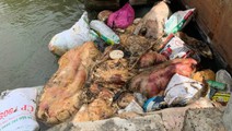 Xã Bình Hiệp, Gia Lai gửi thư xin lỗi người dân vì mùi hôi trong quá trình xử lý xác heo chết ở kênh mương