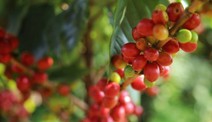 Giá cà phê tăng tại nhiều địa phương trọng điểm