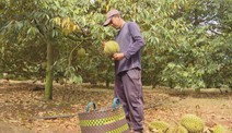Sầu riêng, nhãn xuồng cơm vàng “được mùa, mất giá": Nhà vườn khó khăn