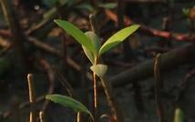 Cùng HTV Hành động xanh 2026 - Tập 1: Bảo vệ "lá chắn xanh" nơi đầu sóng