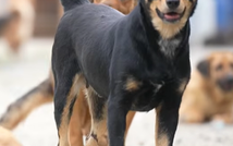 Người chung quanh ta - Tập 21: Sân nhà nhiều chó, nơi những sinh linh bé nhỏ được yêu thương