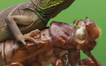 Việt Nam góc nhìn nơi hoang dã: Rồng đất, cuộc gặp "từ trên trời rớt xuống"