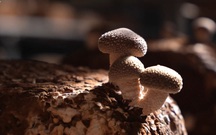 Việt Nam đi là ghiền - Mùa 4 - Tập 35: Trồng nấm hữu cơ tại Lạc Dương