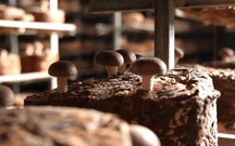 Việt Nam đi là ghiền - Mùa 4 - Tập 35: Khám phá "Vương quốc nấm" tại Lạc Dương