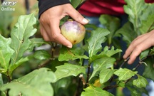 Việt Nam đi là ghiền - Mùa 4 - Tập 34: Đến Lạc Dương hái cà đắng, nấu cơm ngon cùng đồng bào K'Ho