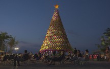 Cây thông nón lá và quả châu khổng lồ tại Cần Thơ