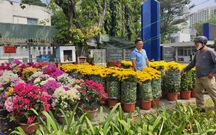Mùa hoa Tết tại TP.Hồ Chí Minh: đa dạng mẫu mã, giá từ 70 nghìn đồng