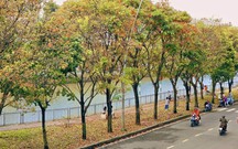 TP. Hồ Chí Minh: Giới trẻ rủ nhau săn lá vàng trên con đường ven kênh
