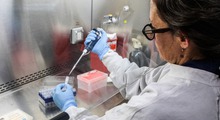 Argentina: Điều tra nguồn gốc ổ dịch virus Hanta