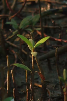 Cùng HTV Hành động xanh 2026 - Tập 1: Bảo vệ "lá chắn xanh" nơi đầu sóng