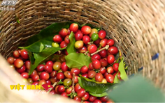 Việt Nam đi là ghiền - Mùa 4 - Tập 37: Hương cà phê arabica nơi cao nguyên