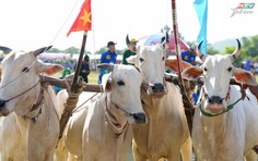 Một không gian văn hóa mới của Hội đua bò Bảy Núi An Giang