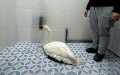 Công an phường Sài Gòn giải cứu thiên nga thành công