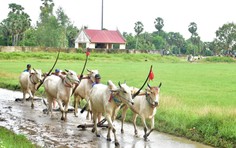 Hội Đua bò Bảy Núi 2026 sôi động với sắc màu văn hóa