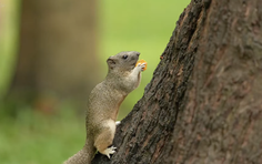 Việt Nam góc nhìn nơi hoang dã: Sóc "trồng rừng" và bản đồ giấu hạt
