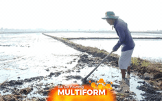 Khu vực phía Đông TP. Hồ Chí Minh khẩn trương khắc phục thiệt hại lúa mùa