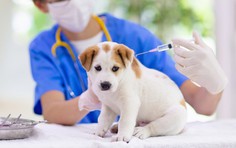 Tiêm vắc xin phòng bệnh dại có gây suy giảm trí nhớ?