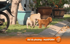 TP.HCM: Tăng cường biện pháp kiểm soát chó mèo để phòng chống bệnh dại