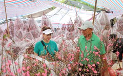 Hoa mai, hoa đào hút khách tại chợ hoa Tết TP Hồ Chí Minh