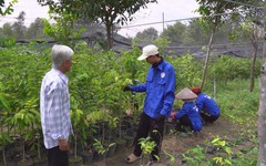 Cây dó bầu mở hướng làm giàu bền vững tại xã Trừ Văn Thố