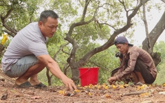 Giá hạt điều cao kỉ lục trên thị trường, tạo động lực cho nông dân