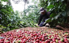 Giá cà phê và gạo đồng loạt tăng do lo ngại nguồn cung