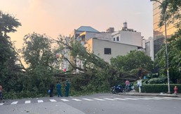 TP. Hồ Chí Minh: Cây lớn đổ gục tại giao lộ Đinh Tiên Hoàng - Nguyễn Phi Khanh