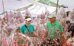 Hoa mai, hoa đào hút khách tại chợ hoa Tết TP Hồ Chí Minh