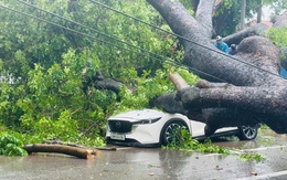 Hà Nội: Cây cổ thụ đổ xuống phố đè 2 ô-tô
