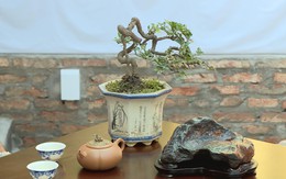 Không gian nghệ thuật Bonsai & Suiseki giữa những ngày giáp Tết