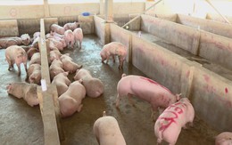 TP. Hồ Chí Minh siết kiểm dịch, chủ động nguồn cung thực phẩm cuối năm