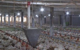 TP. Hồ Chí Minh mở rộng mô hình chăn nuôi tuần hoàn, an toàn sinh học và ứng dụng công nghệ cao trong sản xuất