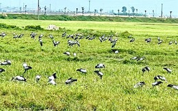 Xuất hiện loài chim quý hiếm trong Sách đỏ Việt Nam