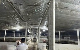 Đồng Nai tạm giữ hơn 3.900 con heo để xác minh chất cấm