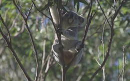Thiết lập ''hành lang thực vật'' bảo vệ loài gấu Koala tại Australia