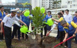 TP.HCM trồng thêm 06 cây bàng vuông Trường Sa, tiếp thêm nghĩa tình biển đảo