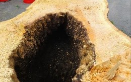PCCC rừng trong mùa khô tại khu vực vùng giáp ranh