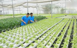 Gương hội viên nông dân học tập và làm theo lời Bác