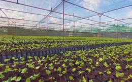 Tăng cường hợp tác thúc đẩy nông nghiệp tái sinh và phát thải thấp