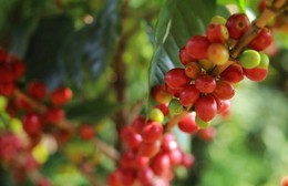 Giá nông sản hôm nay (10/11): Giá cà phê tăng mạnh