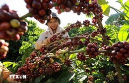 Hôm nay (17/11): Giá cà phê và hồ tiêu giảm