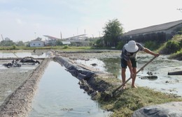 Mưa kéo dài, diêm dân trễ vụ muối