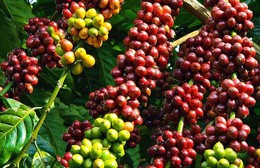 Giá cà phê tăng nhẹ, giá hồ tiêu ổn định